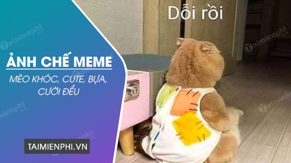 Ảnh chế meme mèo khóc, cute, bựa, cười đểu