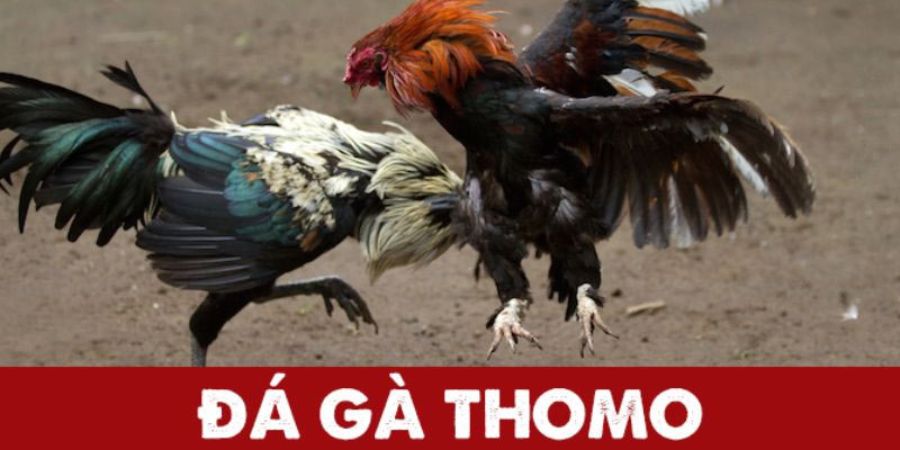 Đá Gà Thomo: Sức Hút Mãn Nhãn Từ Trường Gà Huyền Thoại